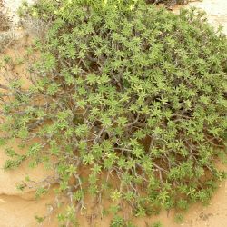 Euphorbia balsamifera