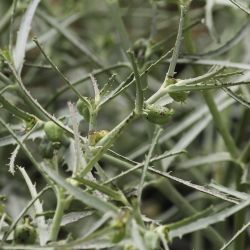Euphorbia calyptrata