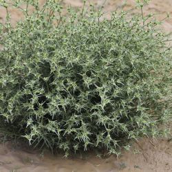 Euphorbia calyptrata
