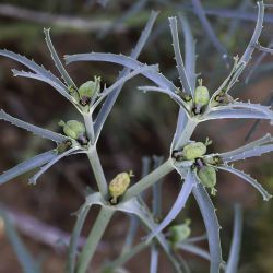 Euphorbia calyptrata