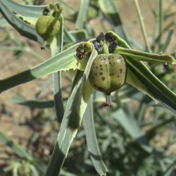 Euphorbia calyptrata