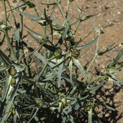 Euphorbia calyptrata