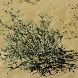 Euphorbia calyptrata