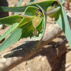 Euphorbia calyptrata