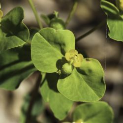 Euphorbia clementei subsp. villosa