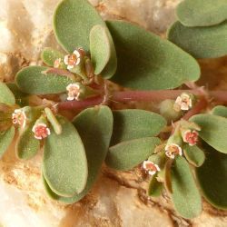 Euphorbia granulata