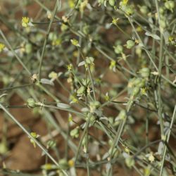 Euphorbia guyoniana