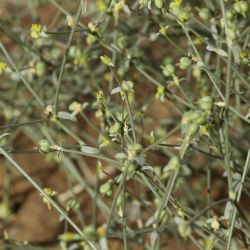 Euphorbia guyoniana