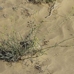 Euphorbia guyoniana