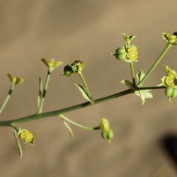 Euphorbia guyoniana