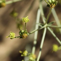 Euphorbia guyoniana
