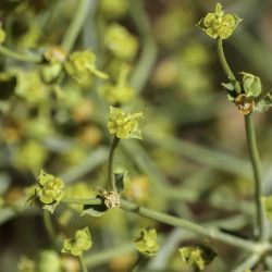Euphorbia guyoniana