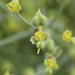 Euphorbia guyoniana