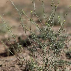 Euphorbia guyoniana