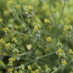 Euphorbia guyoniana