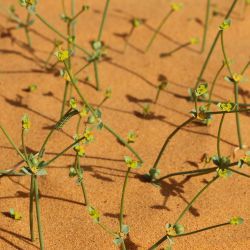 Euphorbia guyoniana