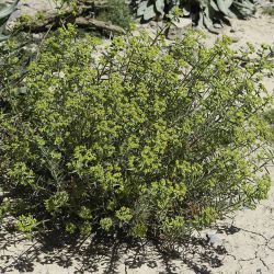 Euphorbia megalatlantica