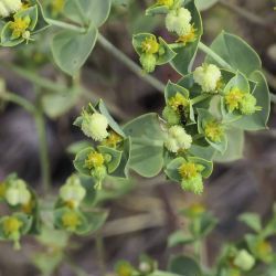 Euphorbia megalatlantica