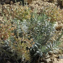 Euphorbia nicaeensis