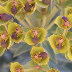 Euphorbia nicaeensis
