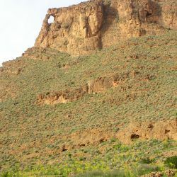 Euphorbia officinarum subsp. echinus