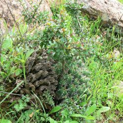 Euphorbia officinarum subsp. echinus