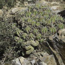 Euphorbia officinarum subsp. echinus