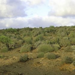 Euphorbia officinarum subsp. echinus