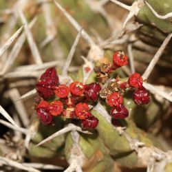 Euphorbia officinarum subsp. echinus