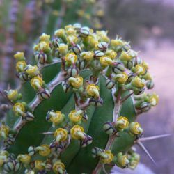 Euphorbia officinarum subsp. officinarum