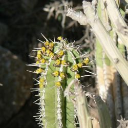 Euphorbia officinarum subsp. officinarum