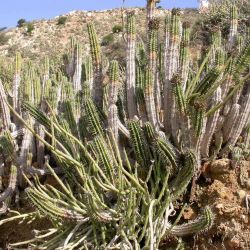 Euphorbia officinarum subsp. officinarum