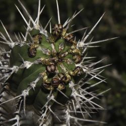 Euphorbia officinarum subsp. officinarum