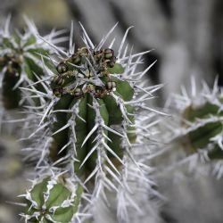 Euphorbia officinarum subsp. officinarum