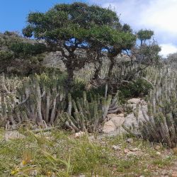 Euphorbia officinarum subsp. officinarum