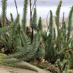 Euphorbia paralias