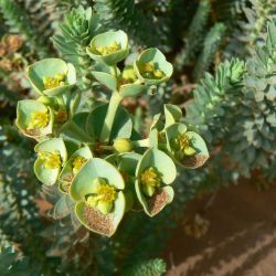 Euphorbia paralias