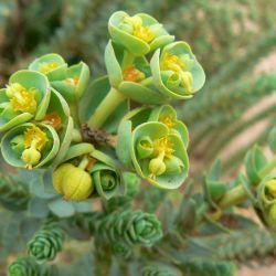 Euphorbia paralias