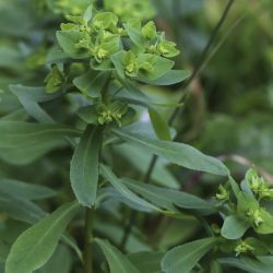 Euphorbia pterococca