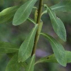 Euphorbia pterococca