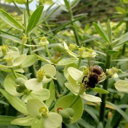 Euphorbia regis-jubae