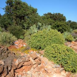 Euphorbia regis-jubae