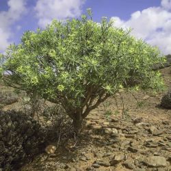Euphorbia regis-jubae