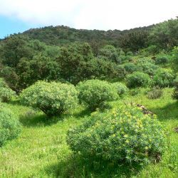 Euphorbia regis-jubae