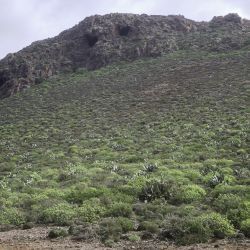 Euphorbia regis-jubae