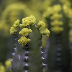 Euphorbia resinifera