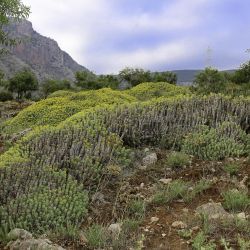 Euphorbia resinifera