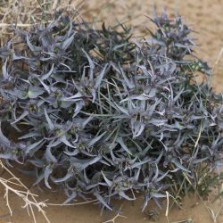 Euphorbia retusa