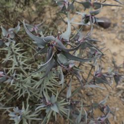 Euphorbia retusa