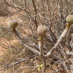 Euphorbia sepium